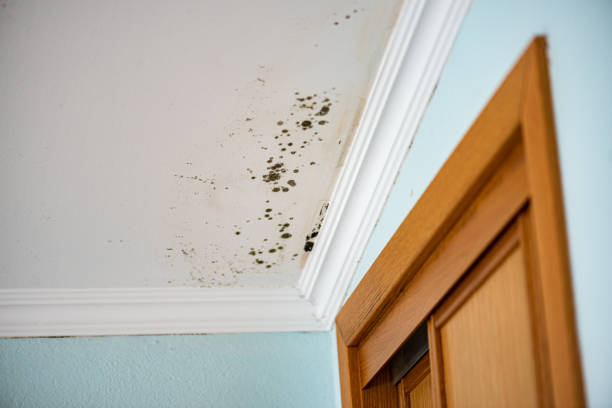 Best Attic Mold Remediation in Bainbridge Island, WA