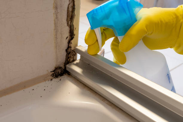 Best Commercial Mold Remediation in Bainbridge Island, WA