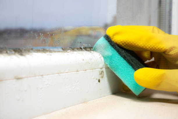 Professional Mold Remediation in Bainbridge Island, WA