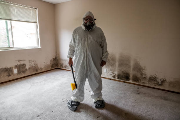 Best Health and Safety Mold Remediation in Bainbridge Island, WA