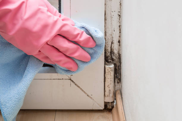 Best Kitchen Mold Remediation in Bainbridge Island, WA